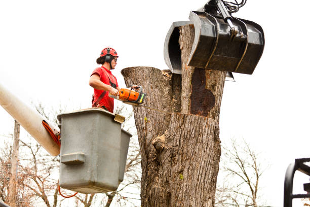 How Our Tree Care Process Works  in  Mona, UT